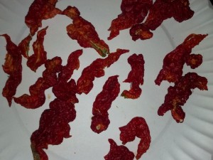 Dried ghost peppers 