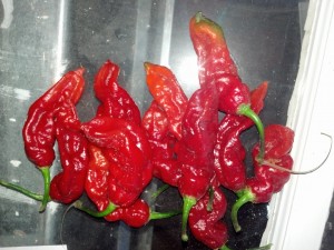 Naga Jolokia, ghost pepper