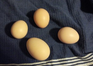 Our first eggs