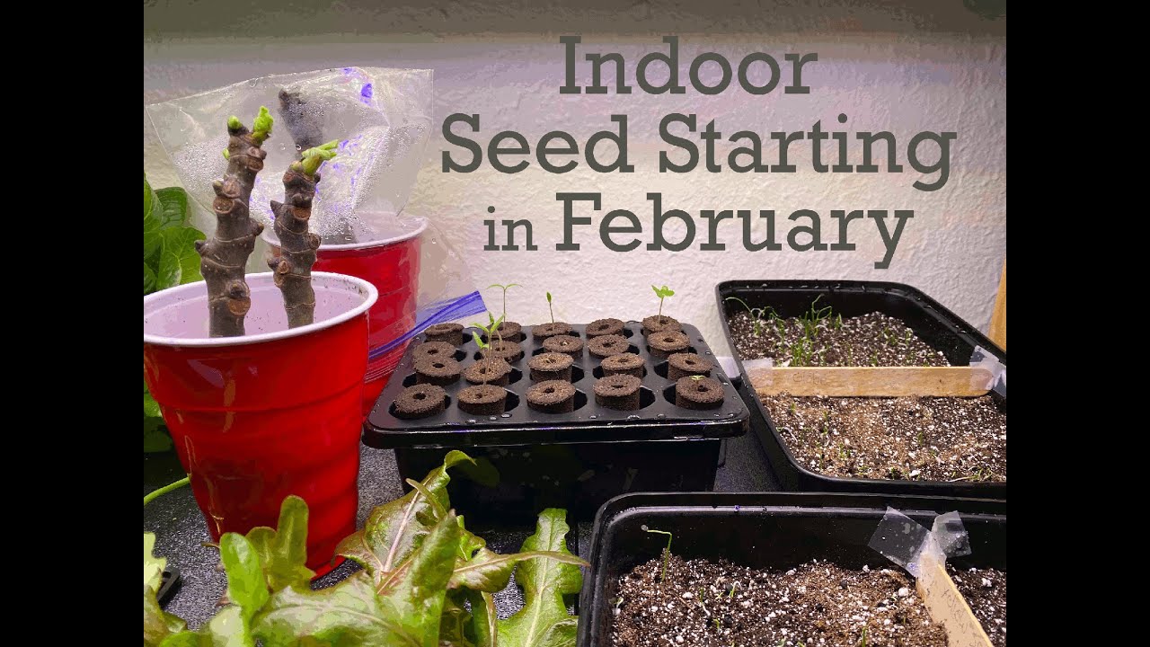 Seed Starting in February