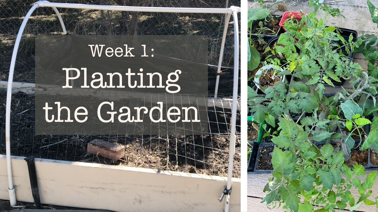 Planting the Garden- Week 1&2