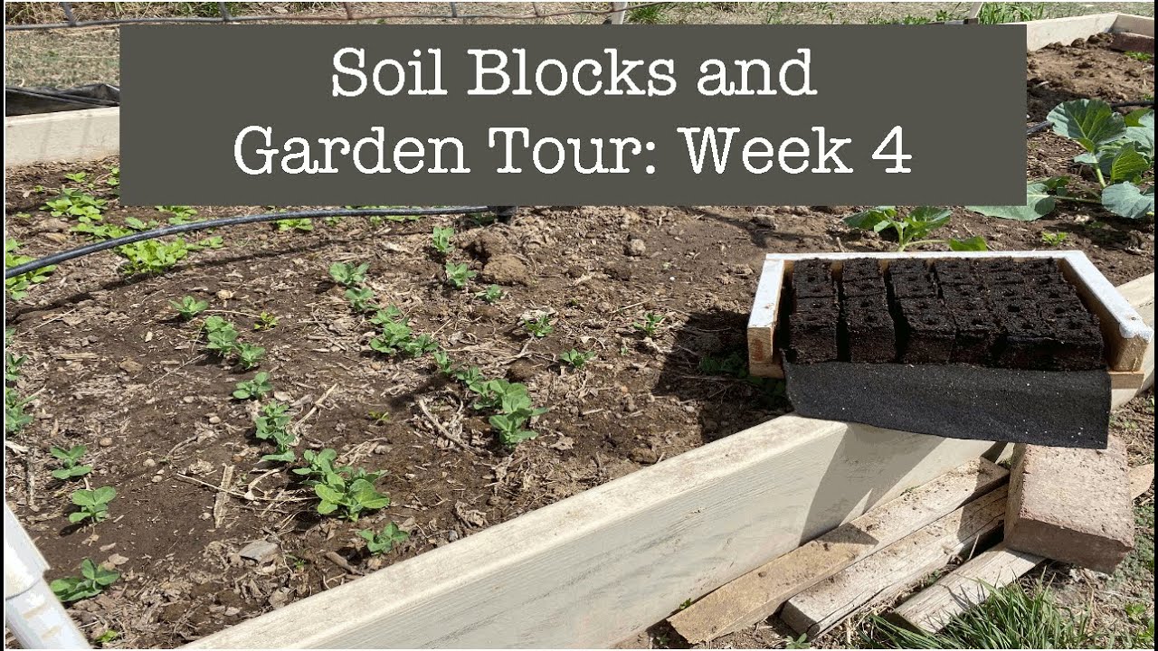 Soil Blocks and Garden Tour: Week 4