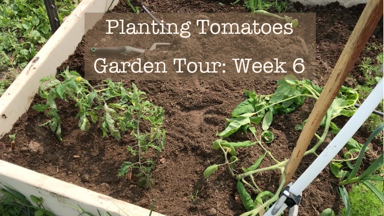 Planting Tomatoes- Garden Week 6