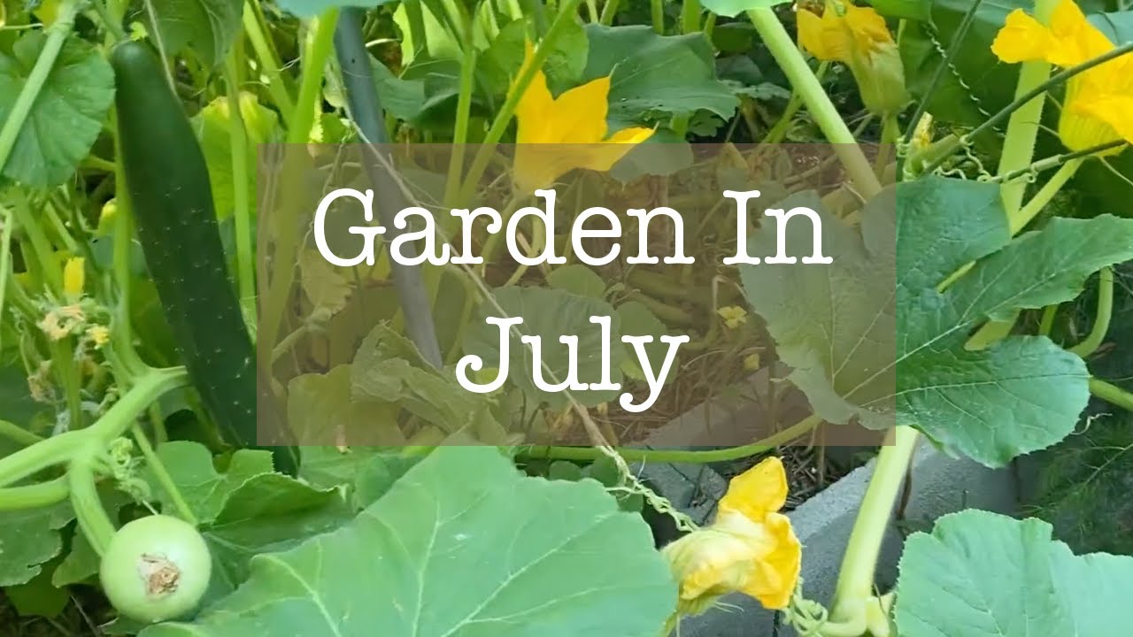 Garden in July