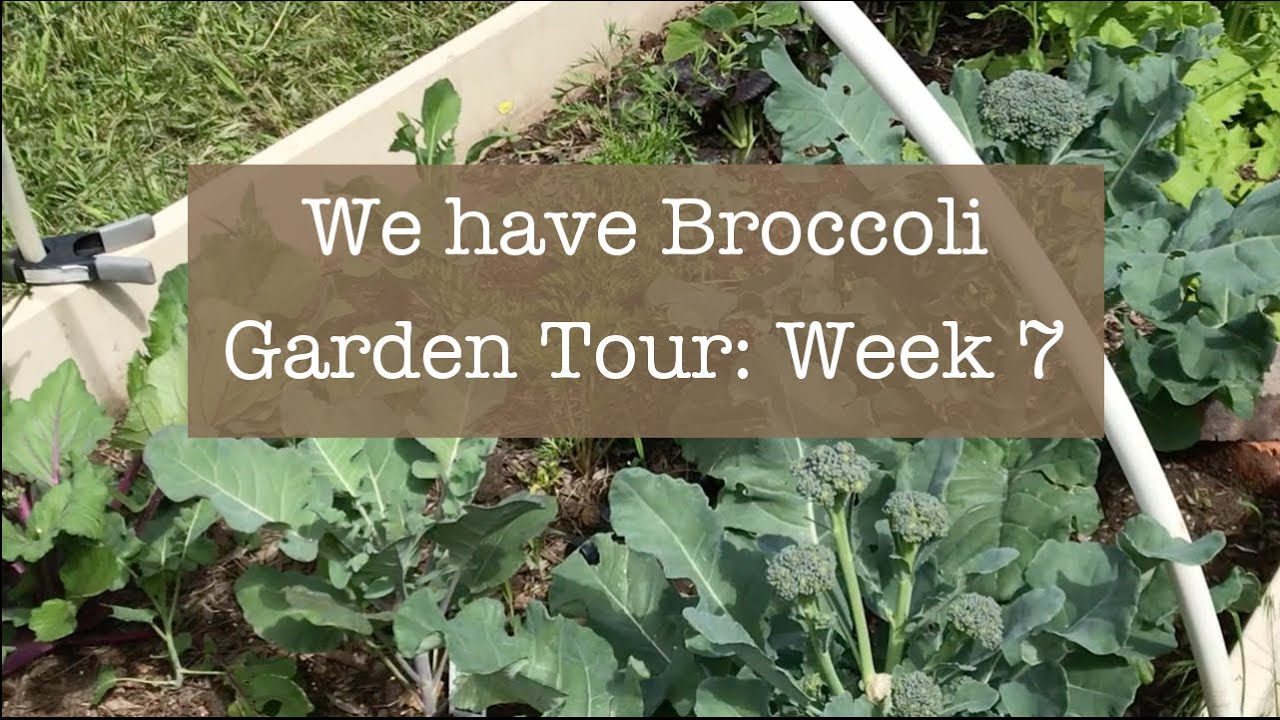 Broccoli- Garden Tour Week 7