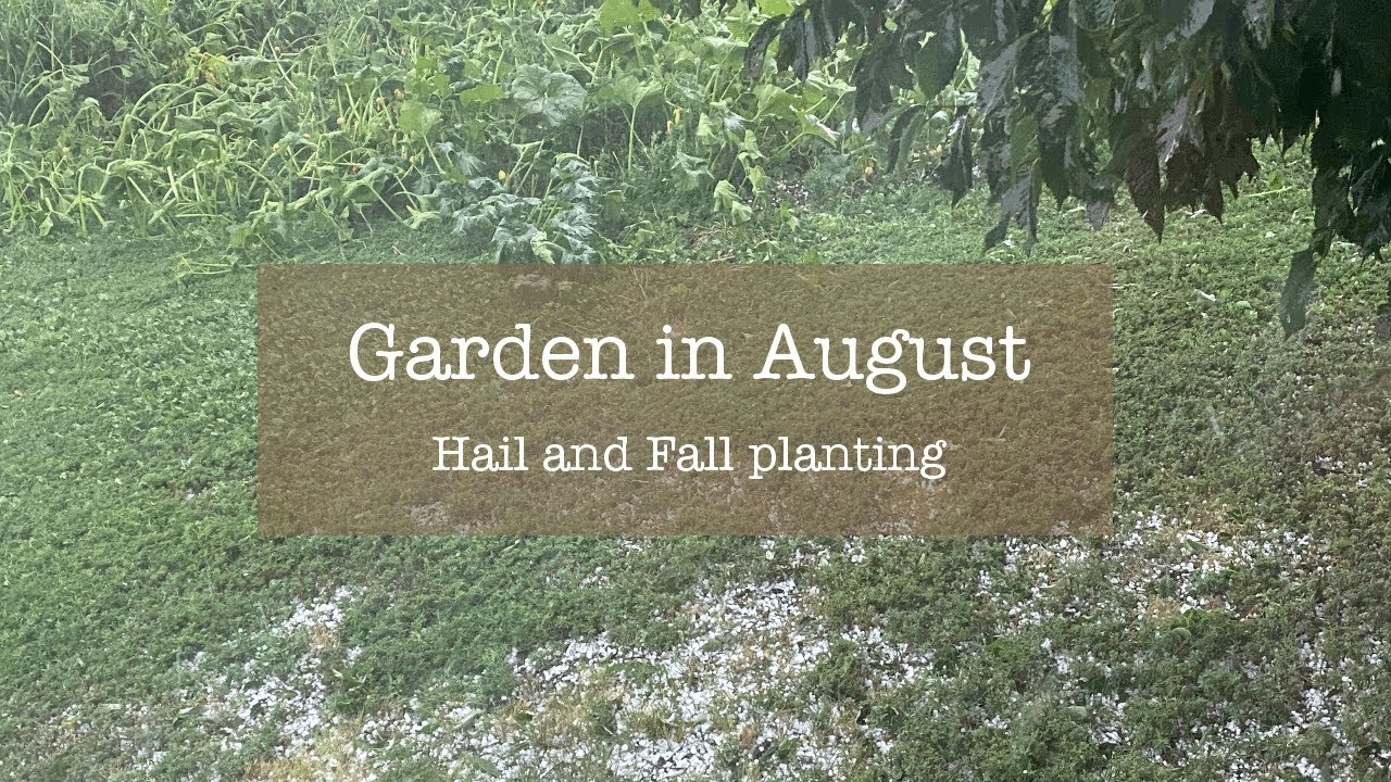 Garden in August: Hail, Fall planting, and more