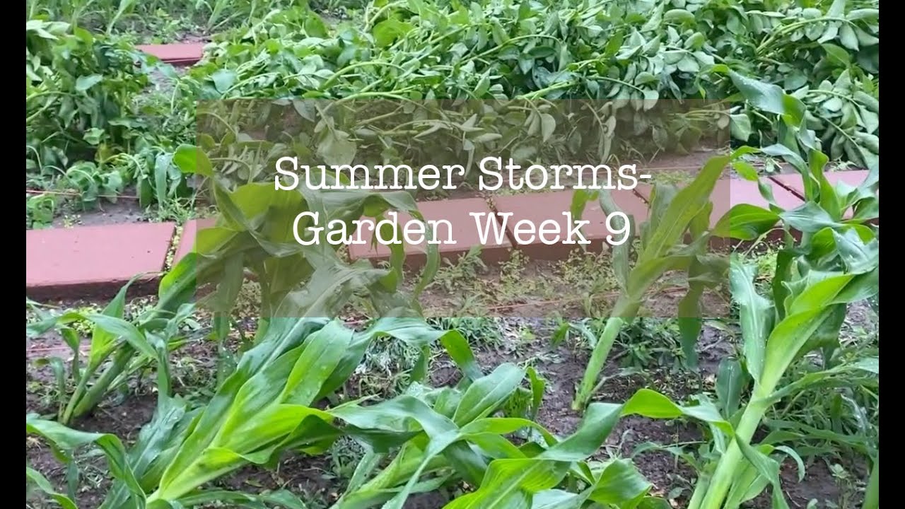 Summer Storms- Garden Week 9